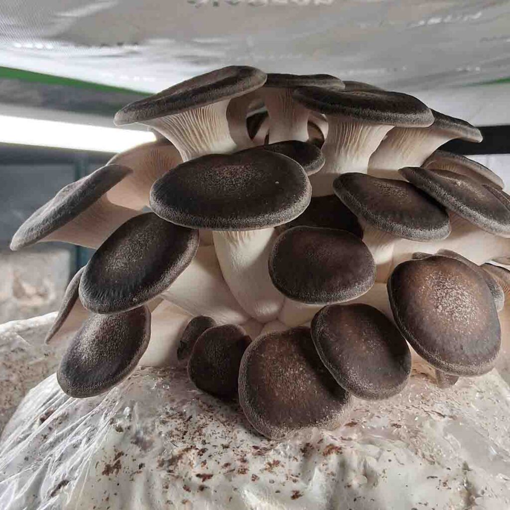 Cluster of Black Pearl mushrooms