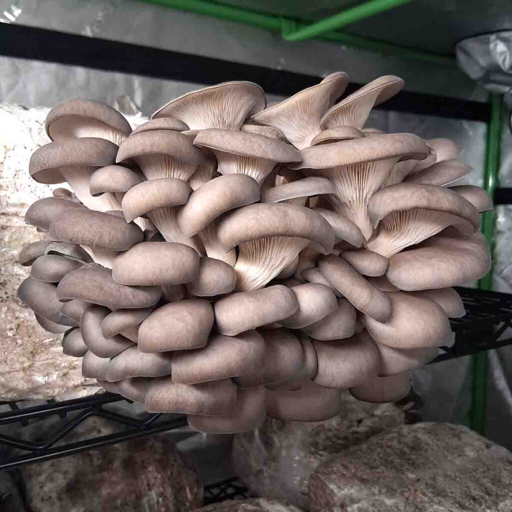 Cluster of Blue Oyster mushrooms