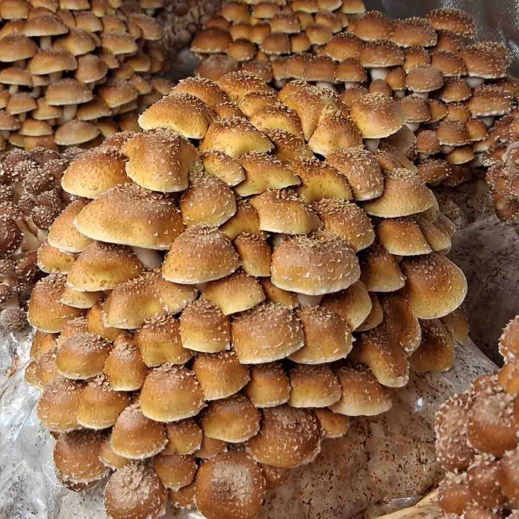 Cluster of Chestnut mushrooms