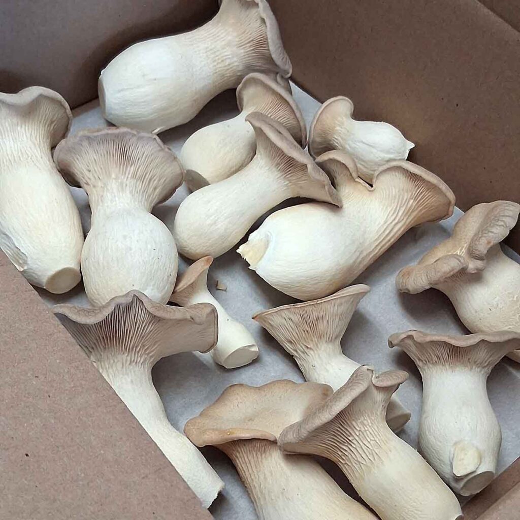 Box of King Trumpet mushrooms