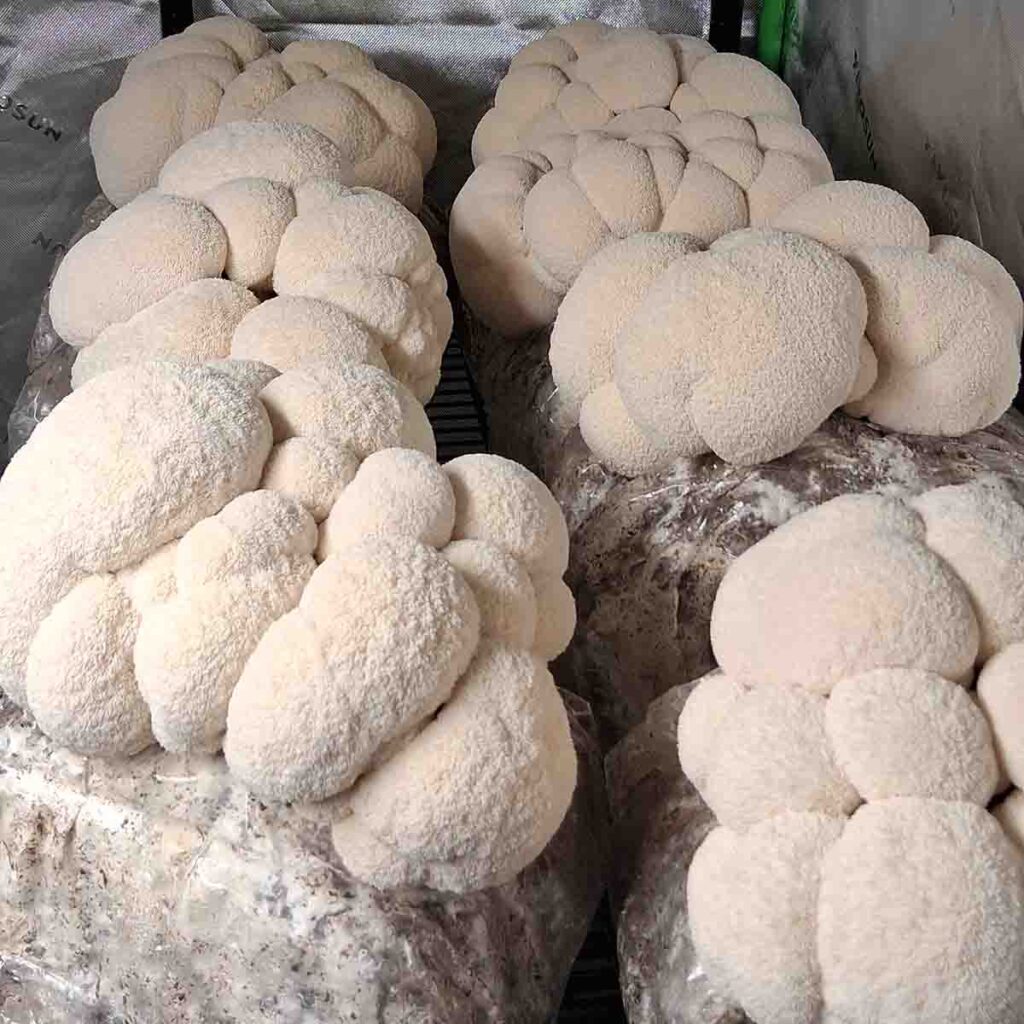 Group of Lions Mane mushrooms