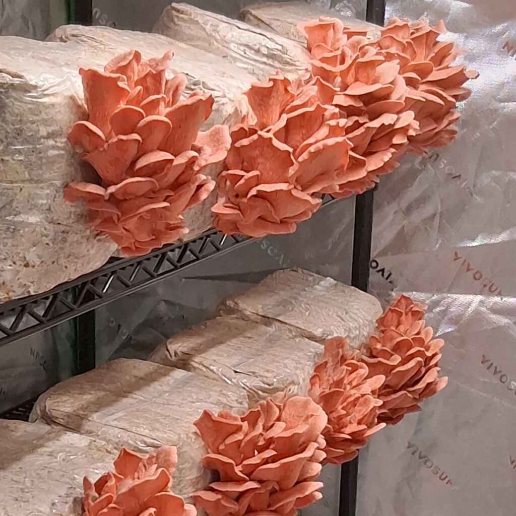 Groups of Pink Oyster mushrooms