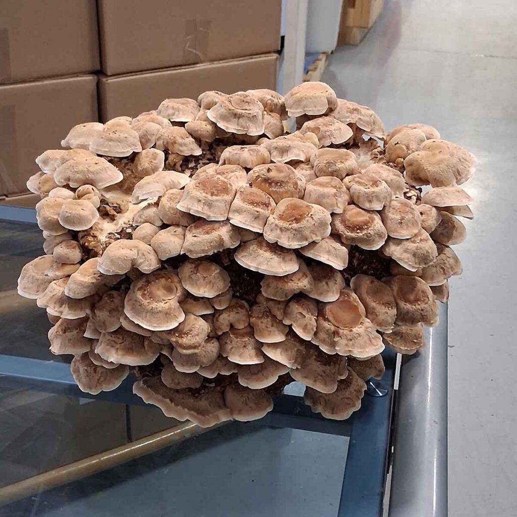 Cluster of Shiitake mushrooms