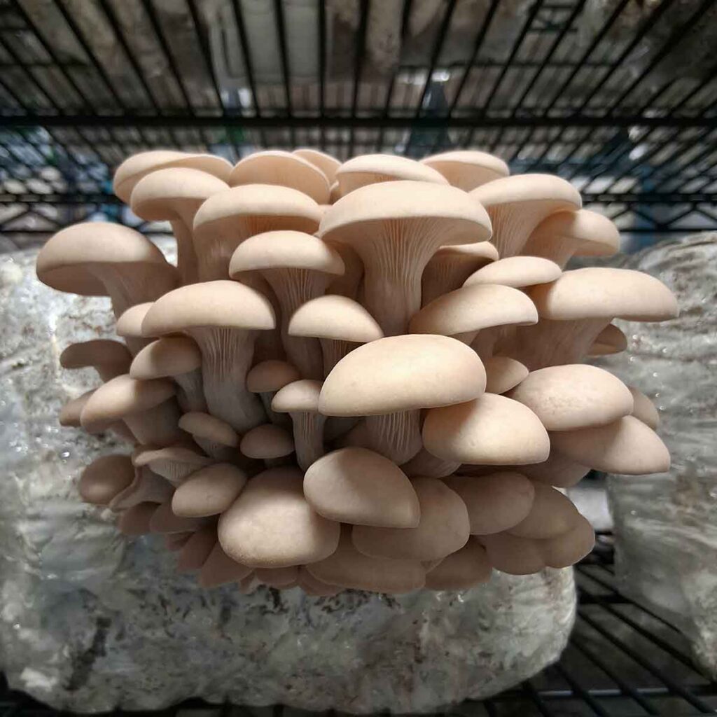 Cluster of White Oyster mushrooms