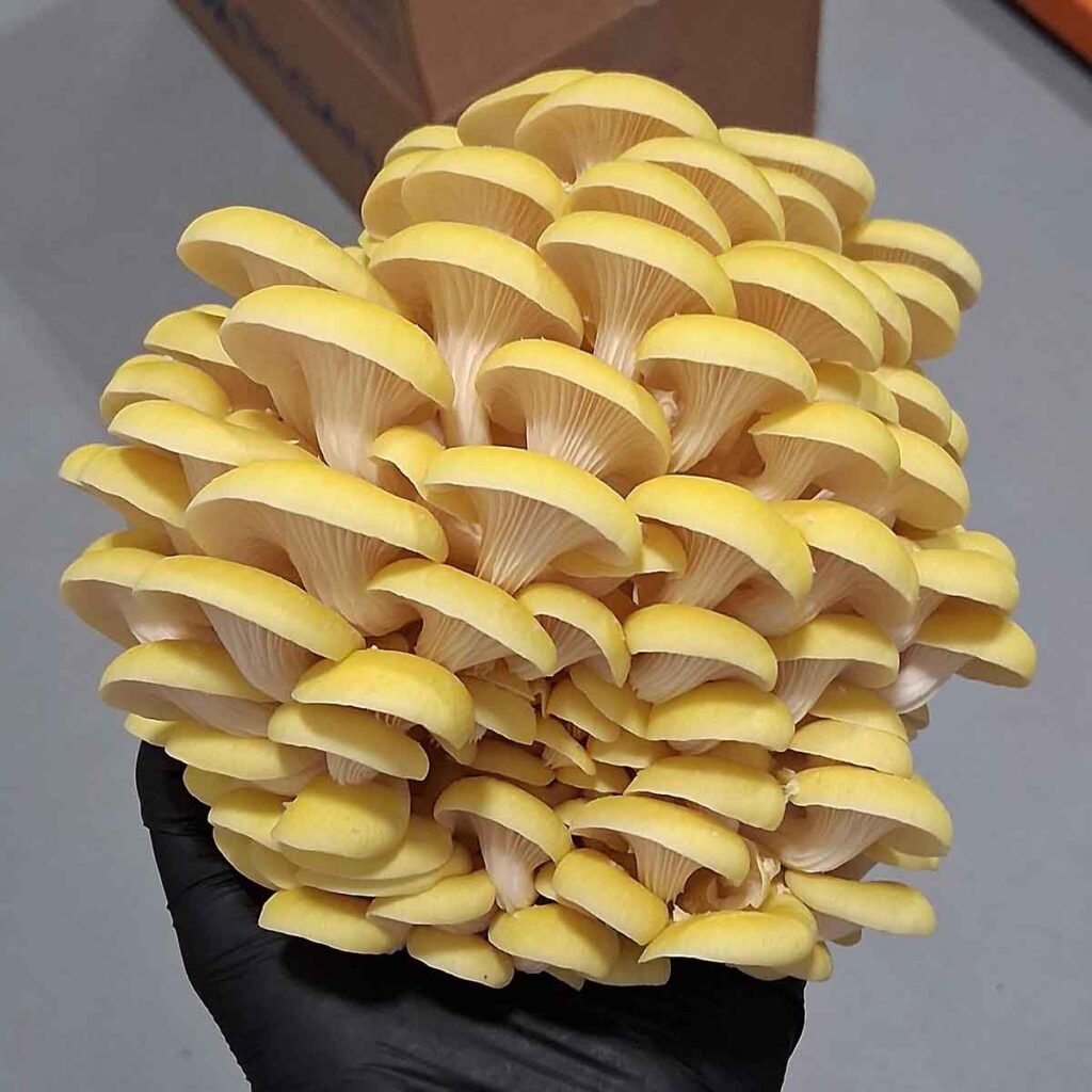 Cluster of Yellow Oyster Mushrooms